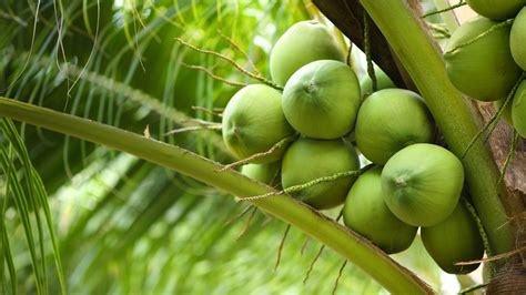 lambanog drawing|What You Need To Know About Lambanog, The Strong Coconut .